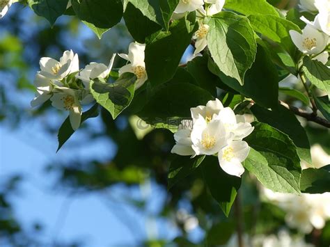 茉莉|茉莉花